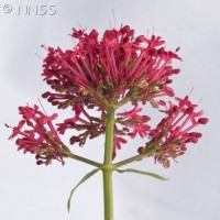Red Valerian